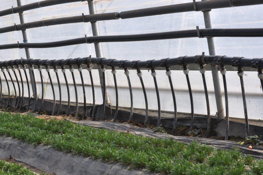Azienda Agricola Spillari Vladi — foto 2