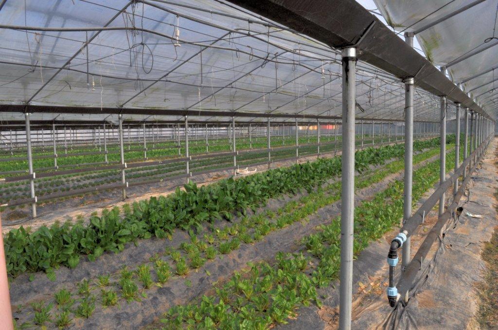 Azienda Agricola Spillari Vladi — foto 4