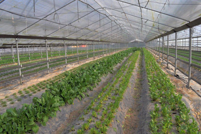 Azienda Agricola Spillari Vladi — foto 7