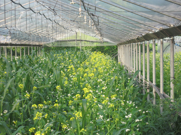 Azienda Agricola Spillari Vladi — foto 3