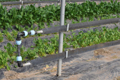 Azienda Agricola Spillari Vladi — foto 8